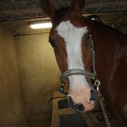 Dansk Varmblod lonni