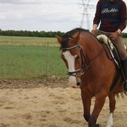 Dansk Varmblod lonni