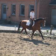 Dansk Varmblod lonni