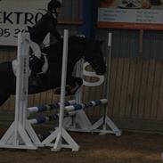 DSP Bæklunds Mariel (Solgt)