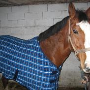 Dansk Varmblod lonni