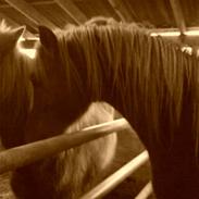 Anden særlig race Dirty dancer SOLGT