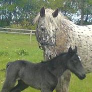 Knabstrupper Bendroffs freja