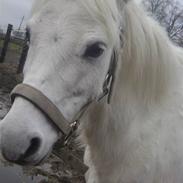 Welsh Pony (sec B) vivaldi