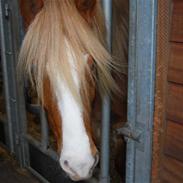 Anden særlig race Dirty dancer SOLGT