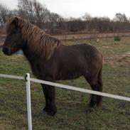 Islænder Valtýr fra Godrumgaard