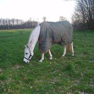 Welsh Pony (sec B) Bohemo Idol