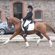 Anden særlig race Armarni