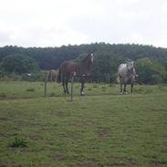 Dansk Varmblod Westergaardens Fleur