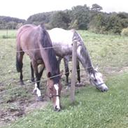Dansk Varmblod Westergaardens Fleur