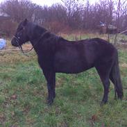 Dartmoor Lisete af fæbæk