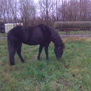 Dartmoor Lisete af fæbæk