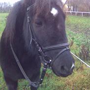 Dartmoor Lisete af fæbæk