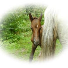 Dansk Varmblod Bl. - Hindbærgården's Milan