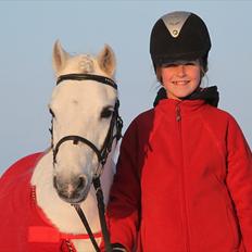 Welsh Mountain (sec A) Rosengårdens Jasmin