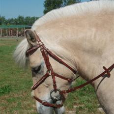 Fjordhest Iben tyler