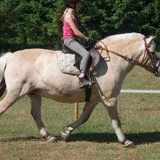 Fjordhest Iben tyler