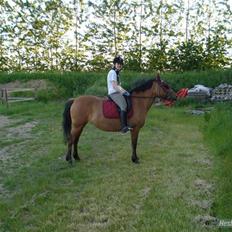 Anden særlig race Prunz (Elev Pony, Solgt)