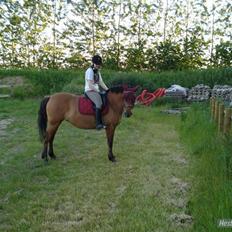 Anden særlig race Prunz (Elev Pony, Solgt)