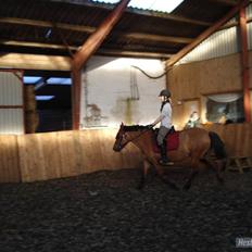 Anden særlig race Prunz (Elev Pony, Solgt)