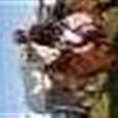 DSP Bæklunds Malacca - SOLGT