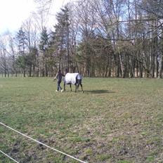 DSP Bæklunds Malacca - SOLGT