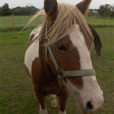 Pinto /Blanding Candy<3 - solgt