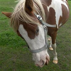 Pinto /Blanding Candy<3 - solgt