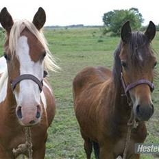 Pinto /Blanding Candy<3 - solgt