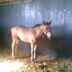 Connemara Østergaardens Don Quixote