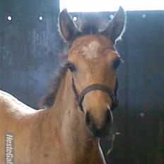 Connemara Østergaardens Don Quixote