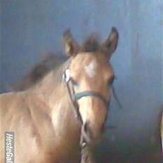 Connemara Østergaardens Don Quixote