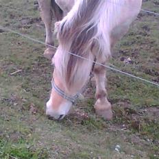 Fjordhest Emanuel (SOLGT)