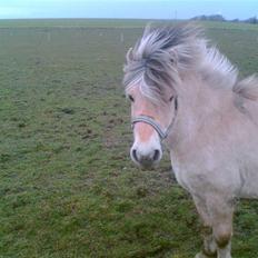 Fjordhest Emanuel (SOLGT)