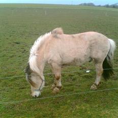 Fjordhest Emanuel (SOLGT)