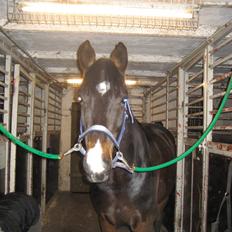 Holstener Campbell  SOLGT