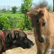 Shetlænder Thorshøjs Trym