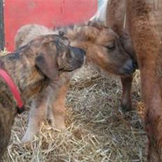 Shetlænder Thorshøjs Trym