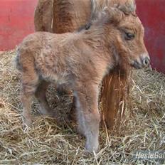 Shetlænder Thorshøjs Trym