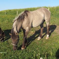 Konik Polski Geo (solgt)