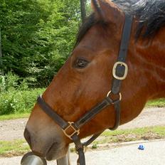 Anden særlig race Magnus † 