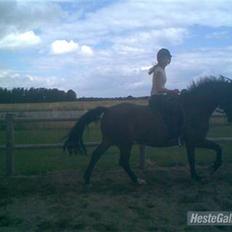 Anden særlig race quinta Soglt