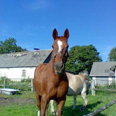 Dansk Varmblod skovvejens Isabella R.I.P