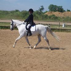 Welsh Pony (sec B) Bohemo Idol