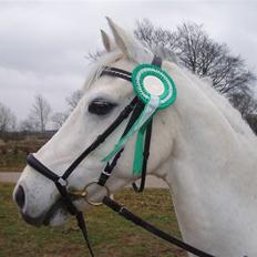 Welsh Pony (sec B) Bohemo Idol