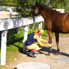 Anden særlig race charmain