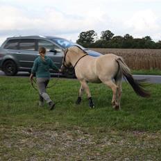Fjordhest Grønhøjgårdens Malthe