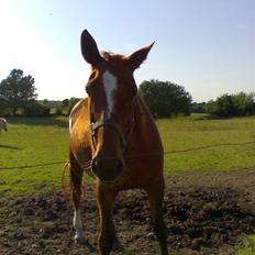 Dansk Varmblod skovvejens Isabella R.I.P