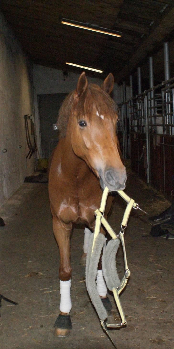 Tysk Sportspony Cardi Mac Kinney solgt :( - "Skal jeg ikke have grime på" ( Fotograf:Charlotte pedersen) billede 20