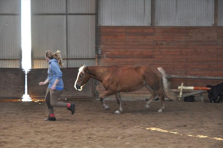 Haflinger Bosse *EUR* - I trust you, you trust me<3 Vinter 11 Foto: Stine L billede 9